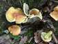 Sárga kénvirággomba (Hypholoma fasciculare), Somogy
